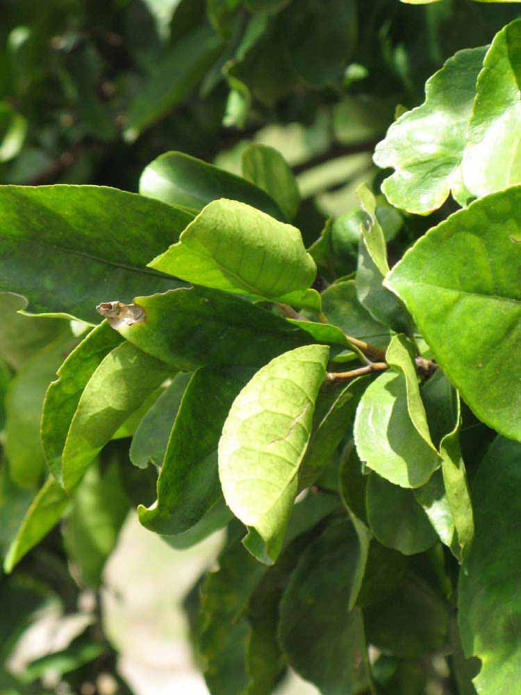              Sun leaves (Winter Haven, FL)       